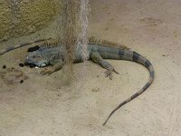 IMG 0288