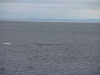 Tadoussac (102)