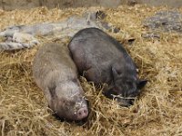 Ferme Guyon (4)