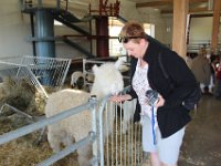 Ferme Guyon (7)