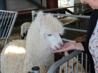 Ferme Guyon (8)