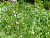 Milles iles (44)