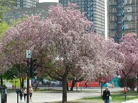 Montreal (49)