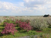cidrerie (10)
